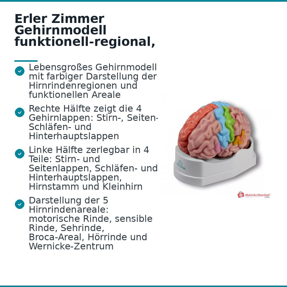 Modèle de cerveau Erler-Zimmer fonctionnel-régional, taille réelle, en 5 parties, peint en couleur, EZ Augmented Anatomy