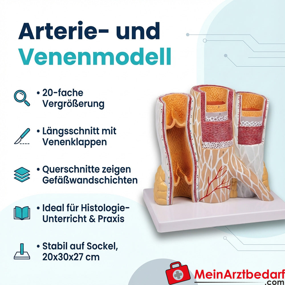 Modèle d'artère et de veine agrandi 20 fois, modèle d'enseignement pour l'histologie
