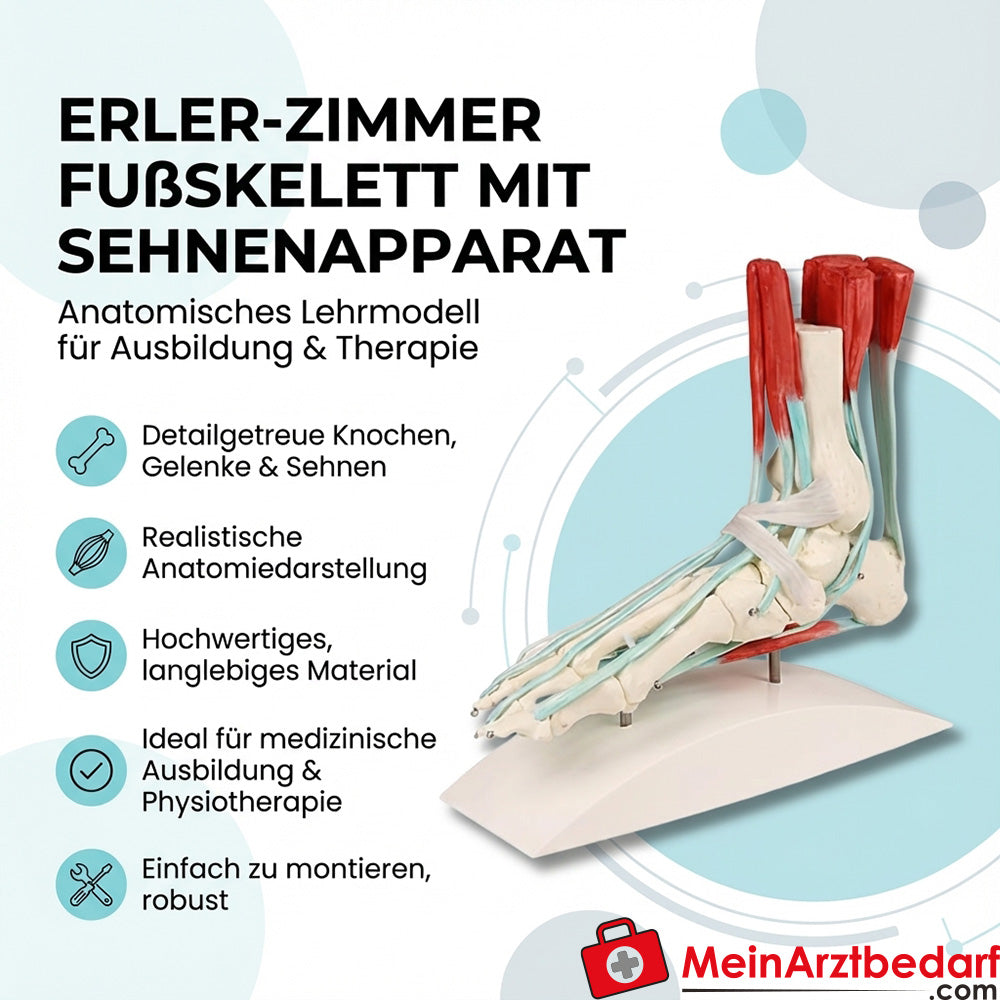 Erler Zimmer voetskelet met peesapparaat anatomisch monteerbaar lesmodel