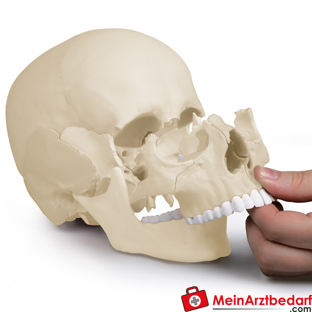 Erler-Zimmer Osteopathie-Schädelmodell, 22-teilig, anatomische Ausführung - EZ Augmented Anatomy.