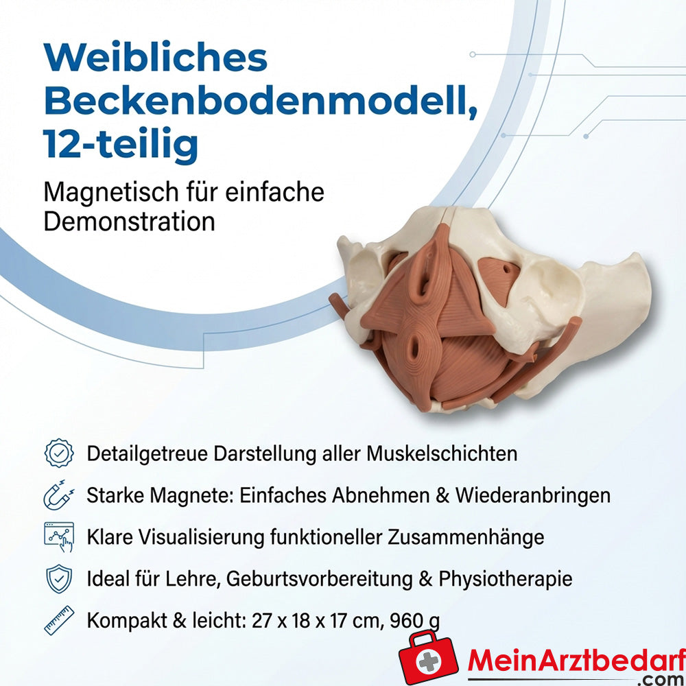 Erler Zimmer Bekkenbodemmodel vrouw 12-delig magnetisch anatomisch lesmodel 27x18x17 cm