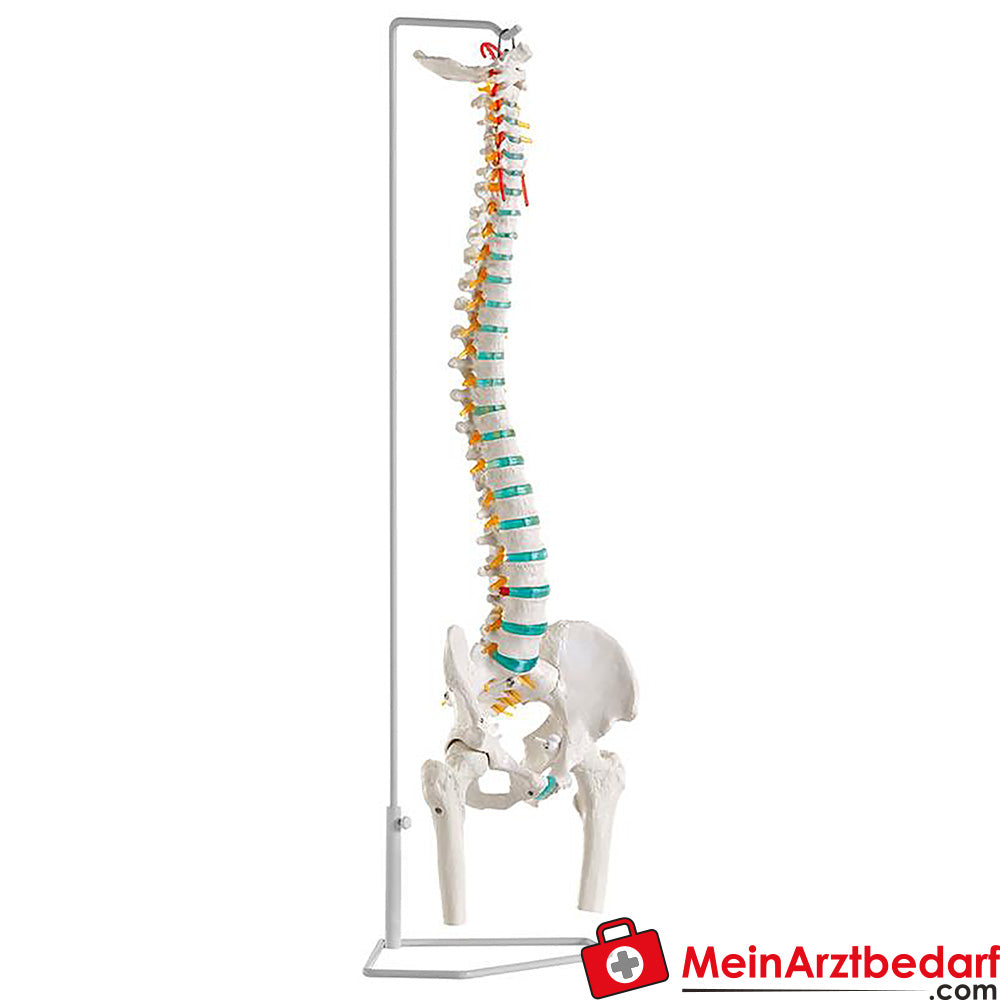 Erler-Zimmer Flexible Wirbelsäule.