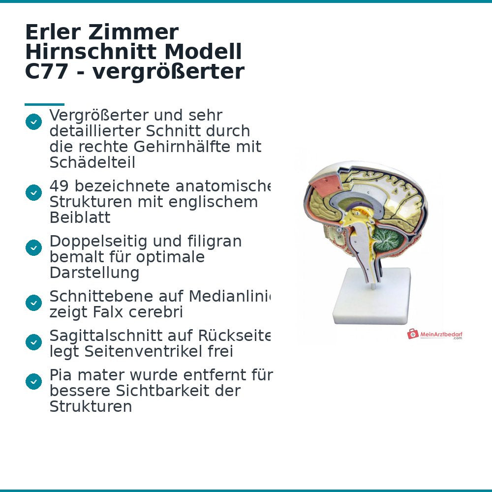 Coupe de cerveau Erler-Zimmer sur trépied