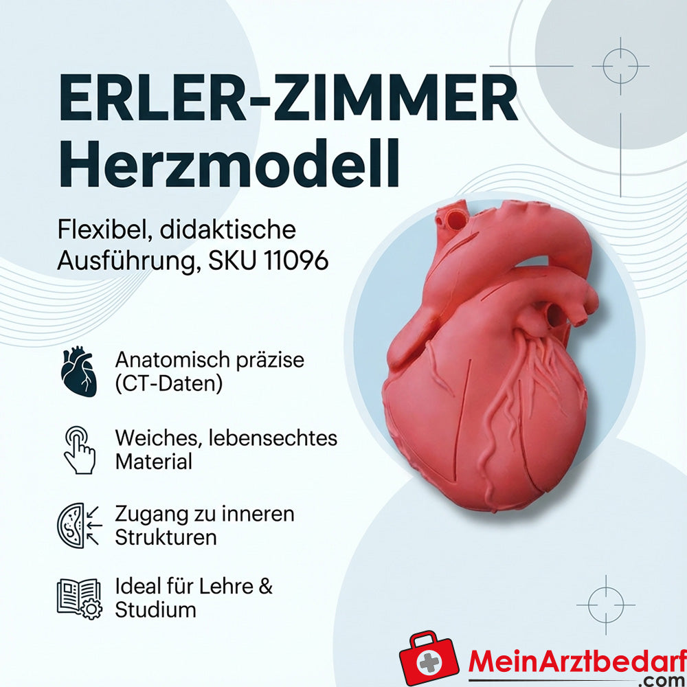 Elastyczny anatomiczny model serca Erler Zimmer w wersji dydaktycznej