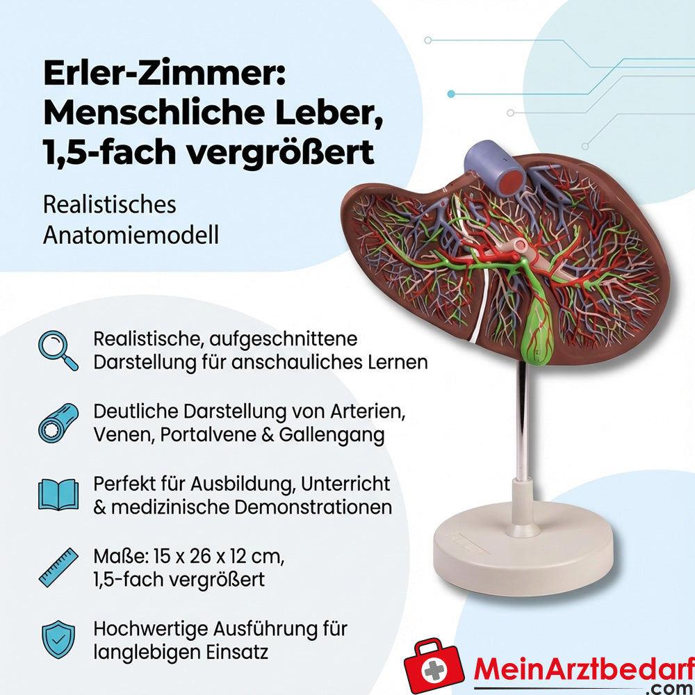 Erler-Zimmer Modèle de foie agrandi 1,5 fois, découpé Modèle d'anatomie avec trépied, 15 x 26 x 12 cm