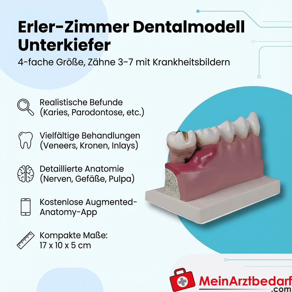 Erler Zimmer Modèle dentaire mandibule 4 fois (dents 3-7) EZ Anatomie augmentée avec AR-App