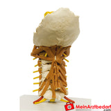 Kręgosłup szyjny Erler Zimmer z mięśniami szyi