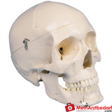 Erler-Zimmer Dental-Schädel, 4-teilig.