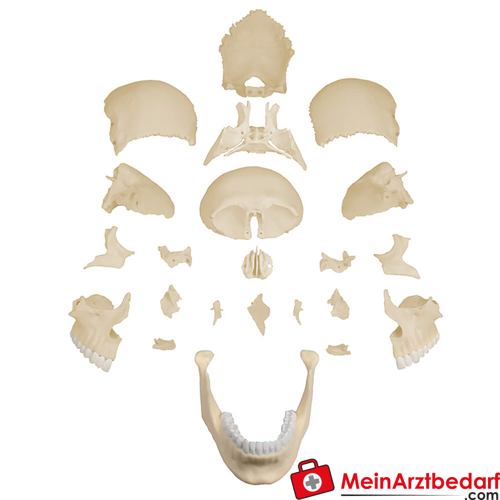 Erler-Zimmer Osteopathie-Schädelmodell, 22-teilig, anatomische Ausführung - EZ Augmented Anatomy.
