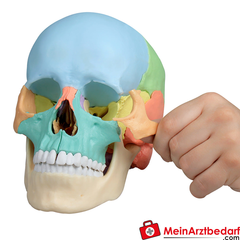 Erler-Zimmer Osteopathie-Schädelmodell, 22-teilig, didaktische Ausführung - EZ Augmented Anatomy.
