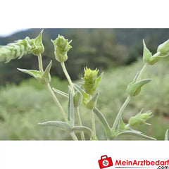 Sonnentor Bio Griechischer Bergtee lose.