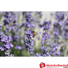 Sonnentor Bio Lavendelblüten lose.