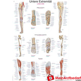 Erler-Zimmer Lehrtafel "Untere Extremität".