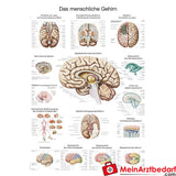 Erler-Zimmer Lehrtafel "Das menschliche Gehirn".