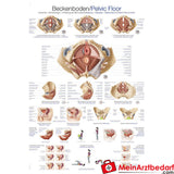 Erler-Zimmer Lehrtafel "Beckenboden".