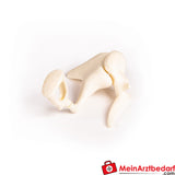 Erler-Zimmer Auditory Ossicles, 3 times life size.