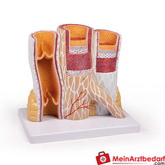 Erler-Zimmer Arterie und Venen Modell, 20-fach vergrößert.