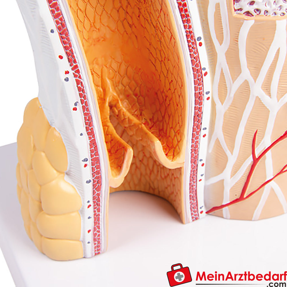 Erler-Zimmer Arterie und Venen Modell, 20-fach vergrößert.