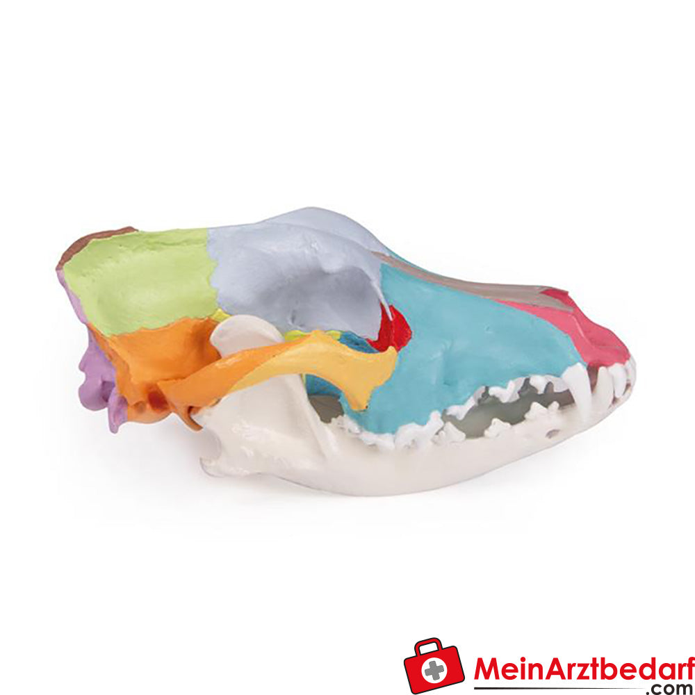 Erler-Zimmer Hundeschädel mit didaktischer Bemalung.