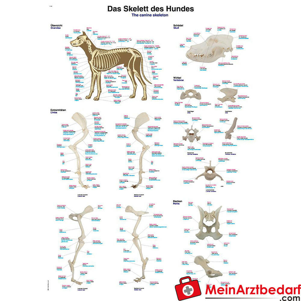 Erler-Zimmer Lehrtafel 